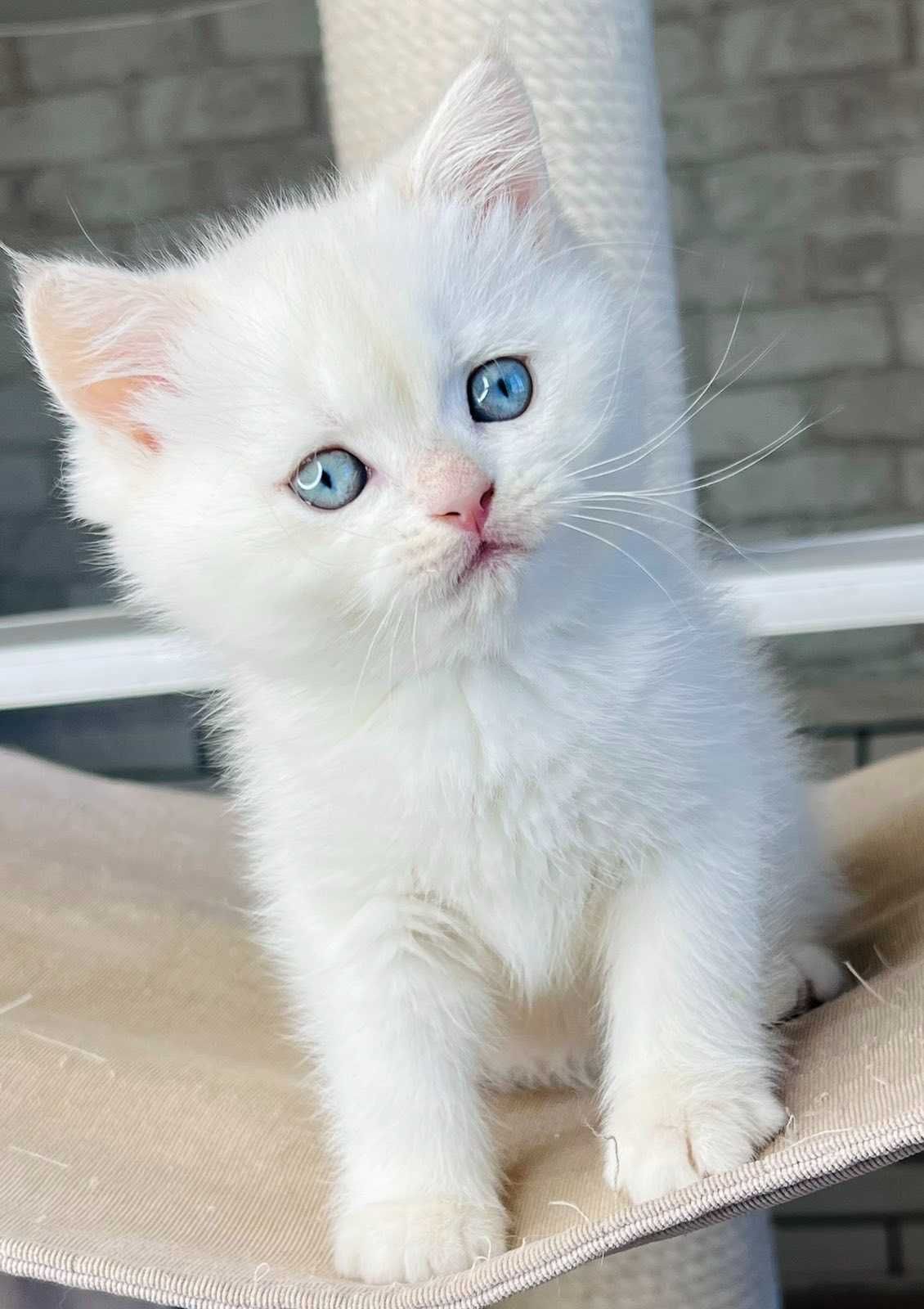 Британський хлопчик Марио з блакитними очима