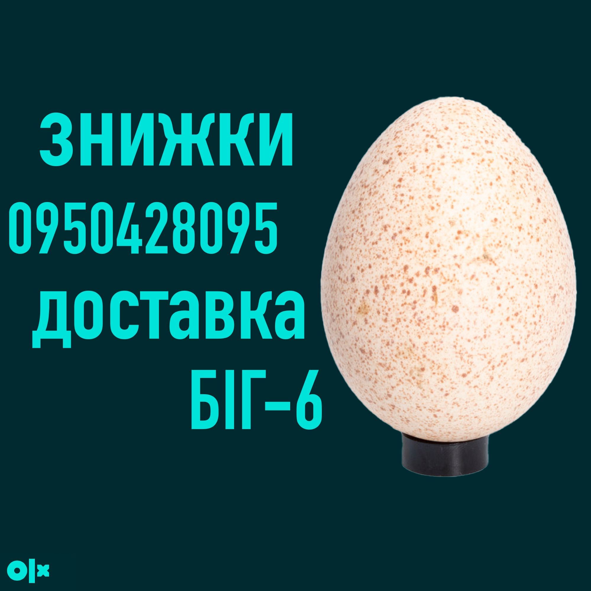 Яйцо Инкубационное| Яйце Інкубаційне | БИГ-6 | БІГ-6