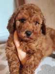 Wyjątkowy piesek Maltipoo F1b więcej genów pudla