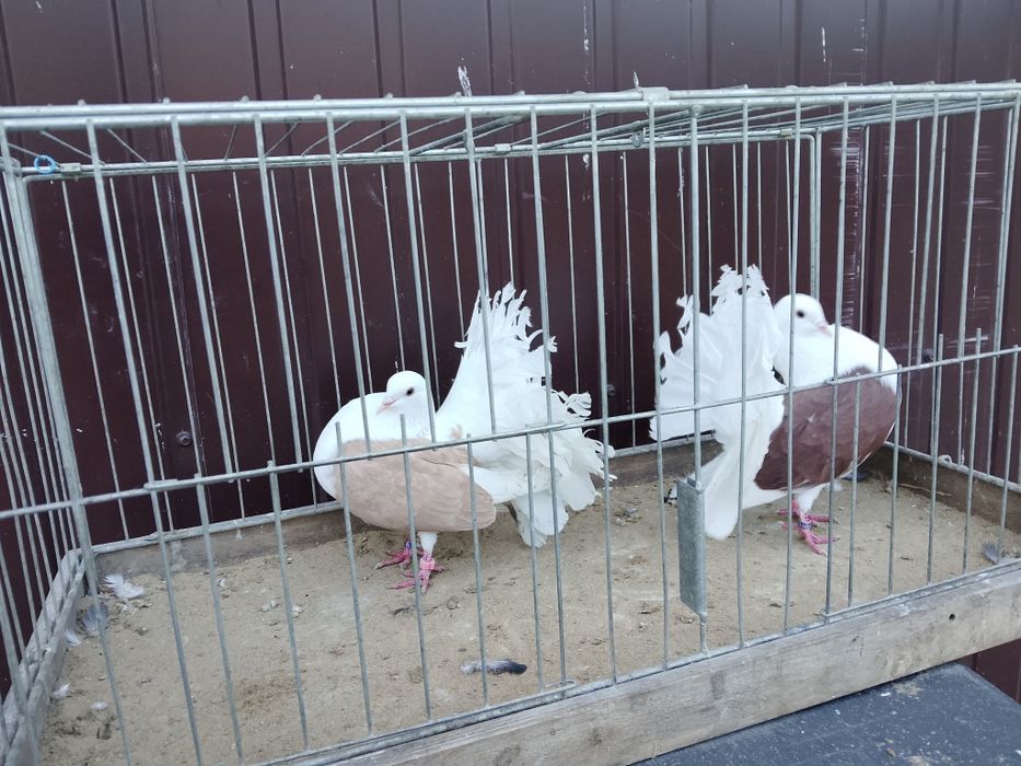 Pawiki tarczowe para