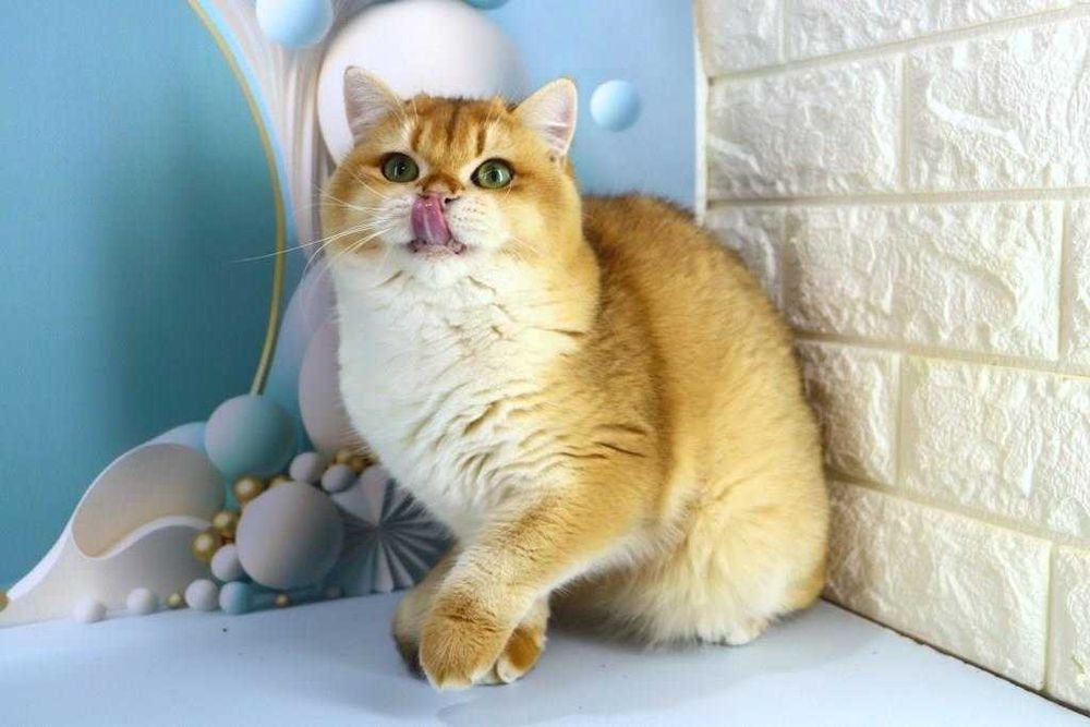 Харизматична британська киця-золота шиншила-смарагдові очі