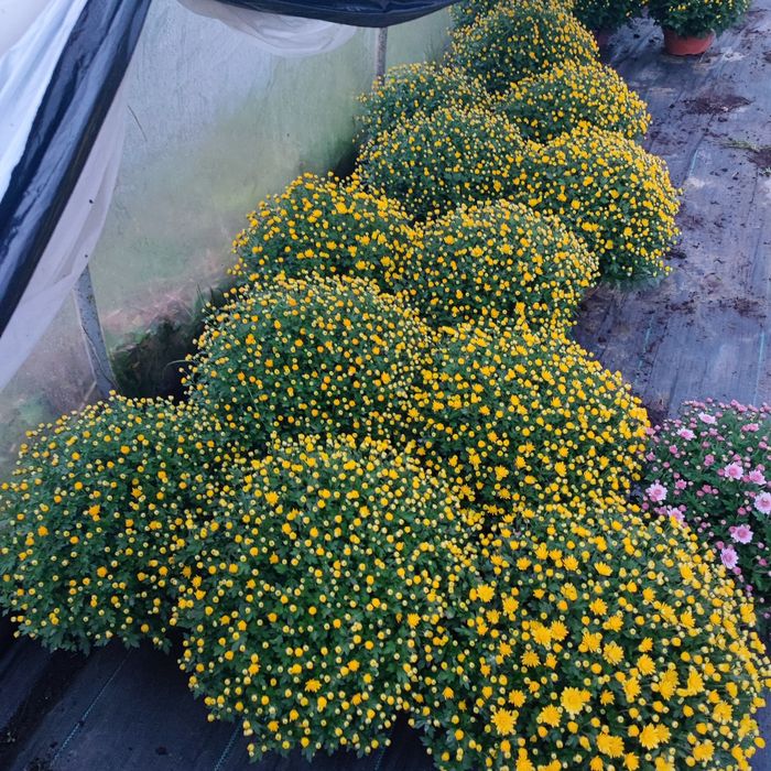 Chryzantemy drobnokwiatowa