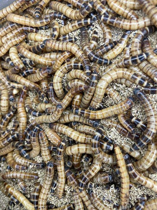 Зоофобус хробак зоофобас крупний