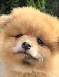 Malutki Piesek Pomeranian Szpic miniaturowy