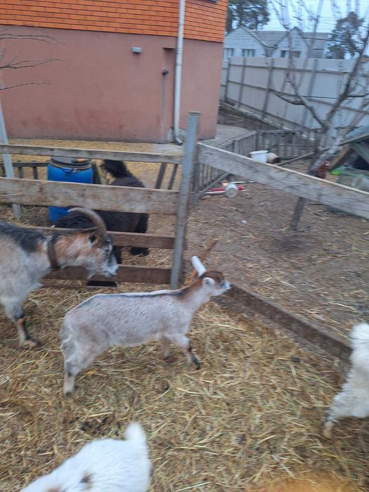 продаю молодих  козлят