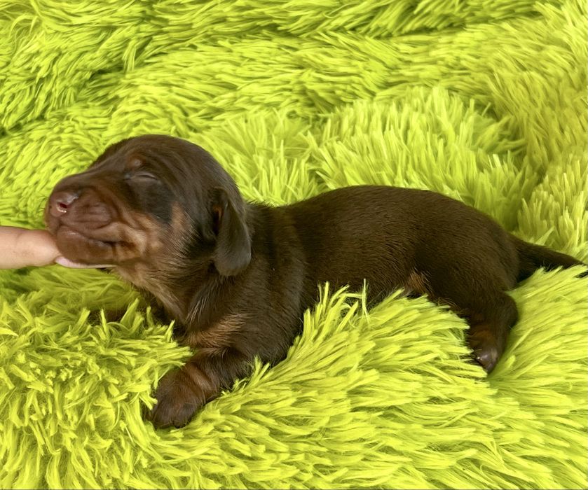 Jamnik Miniaturowy/cudowny piesio