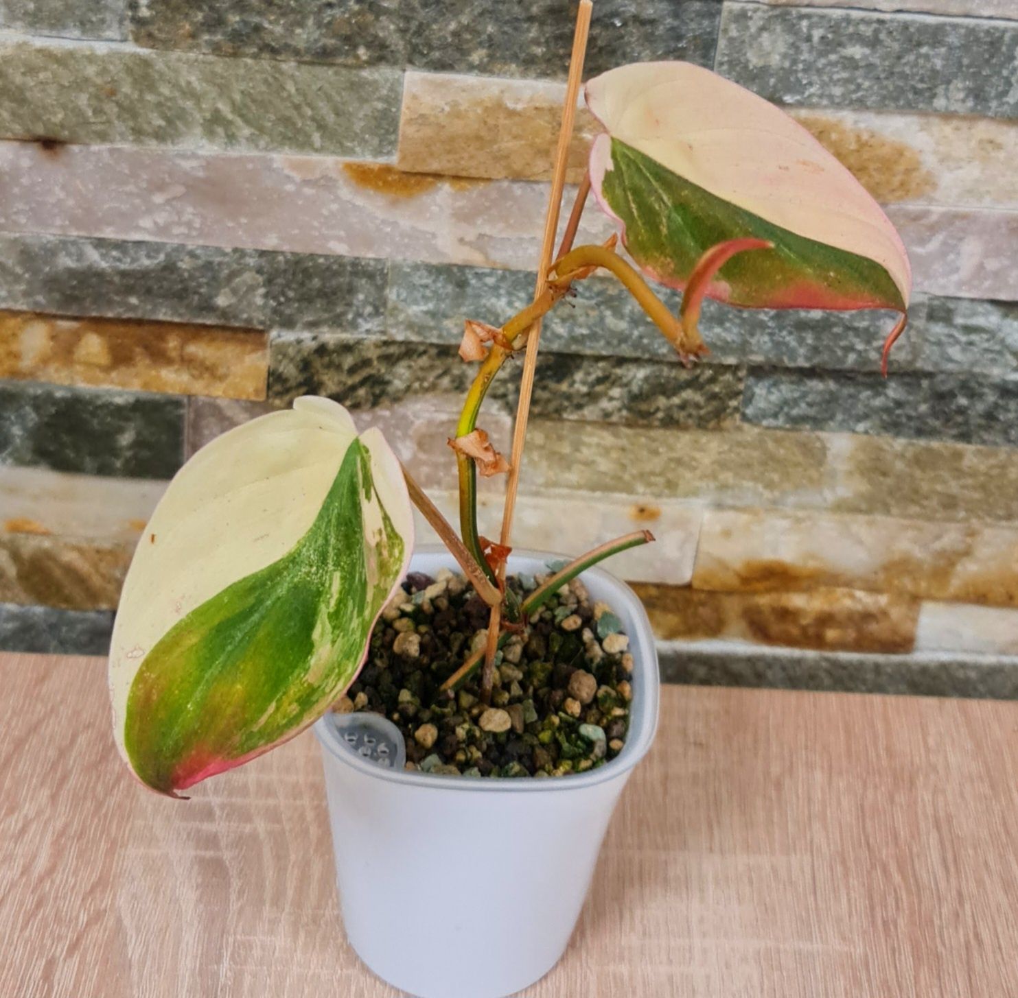Philodendron Micans variegata