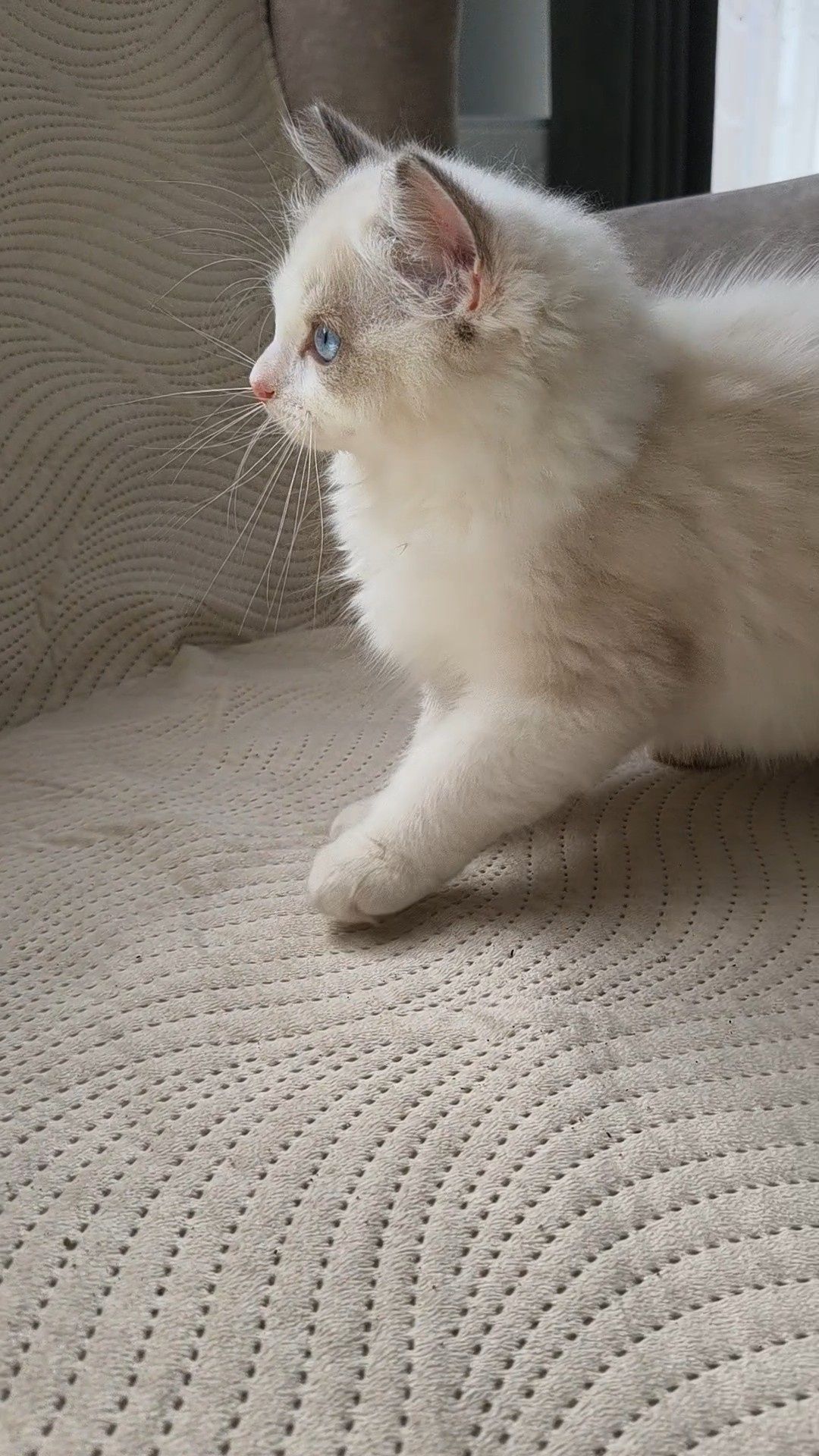 Ragdoll Kocurek Nelson