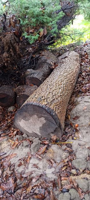 Ścięte drzewo orzech