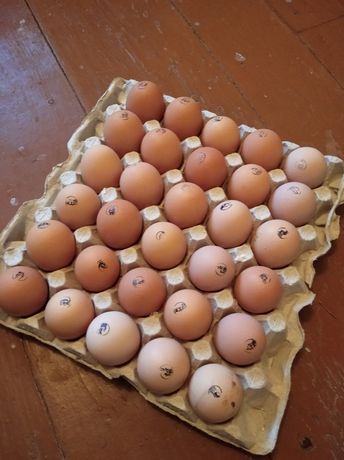 Яйцо под инкубацию бройлер, мясо-яичные, несушки