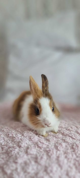 Królik miniaturka