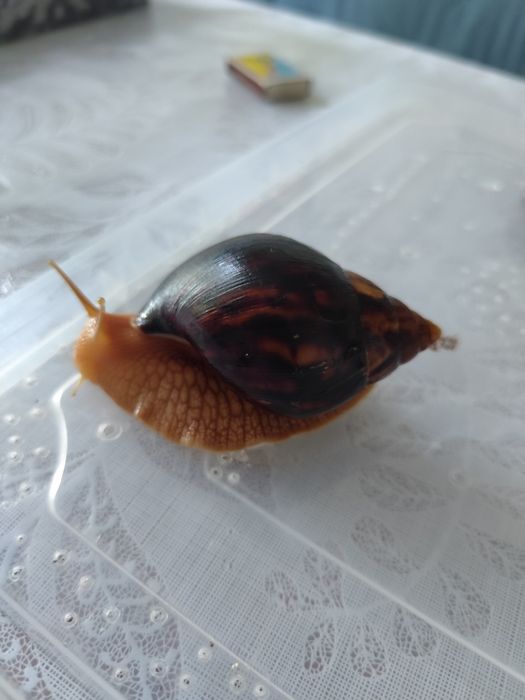 Равлики Ахатіни!