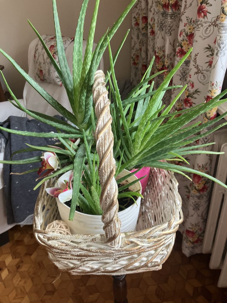 Aloes duży i mały w dwóch doniczkach i koszu