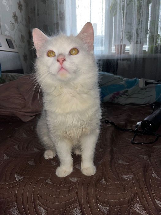 Віддам кошеня в добрі руки