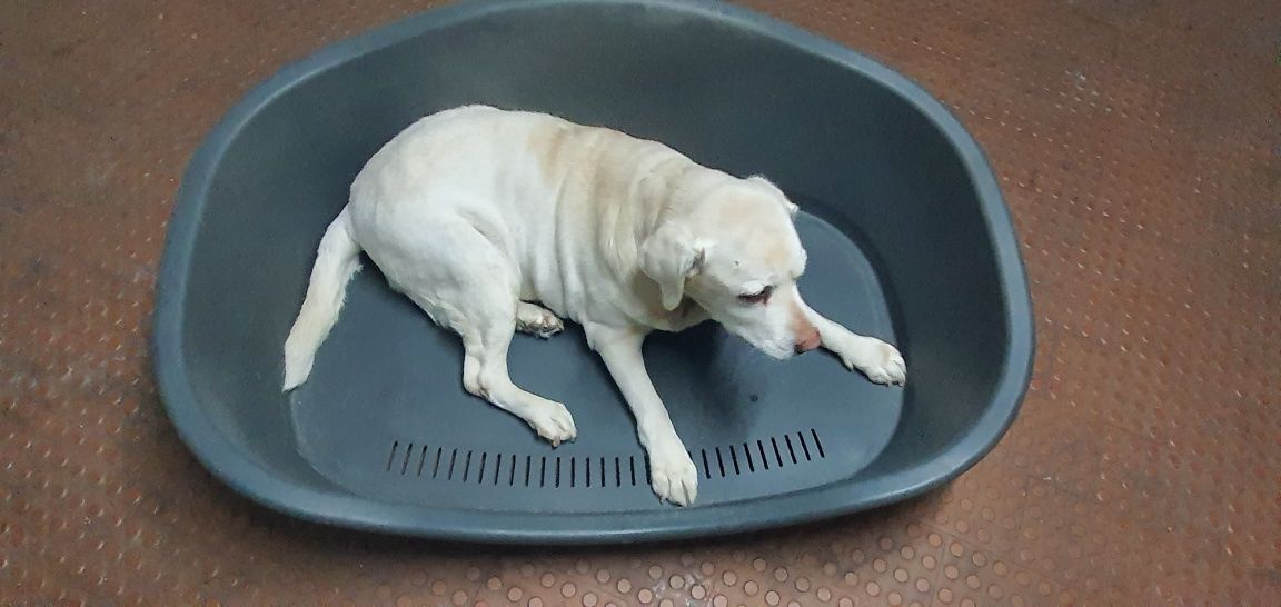 Cama de   cão.  .