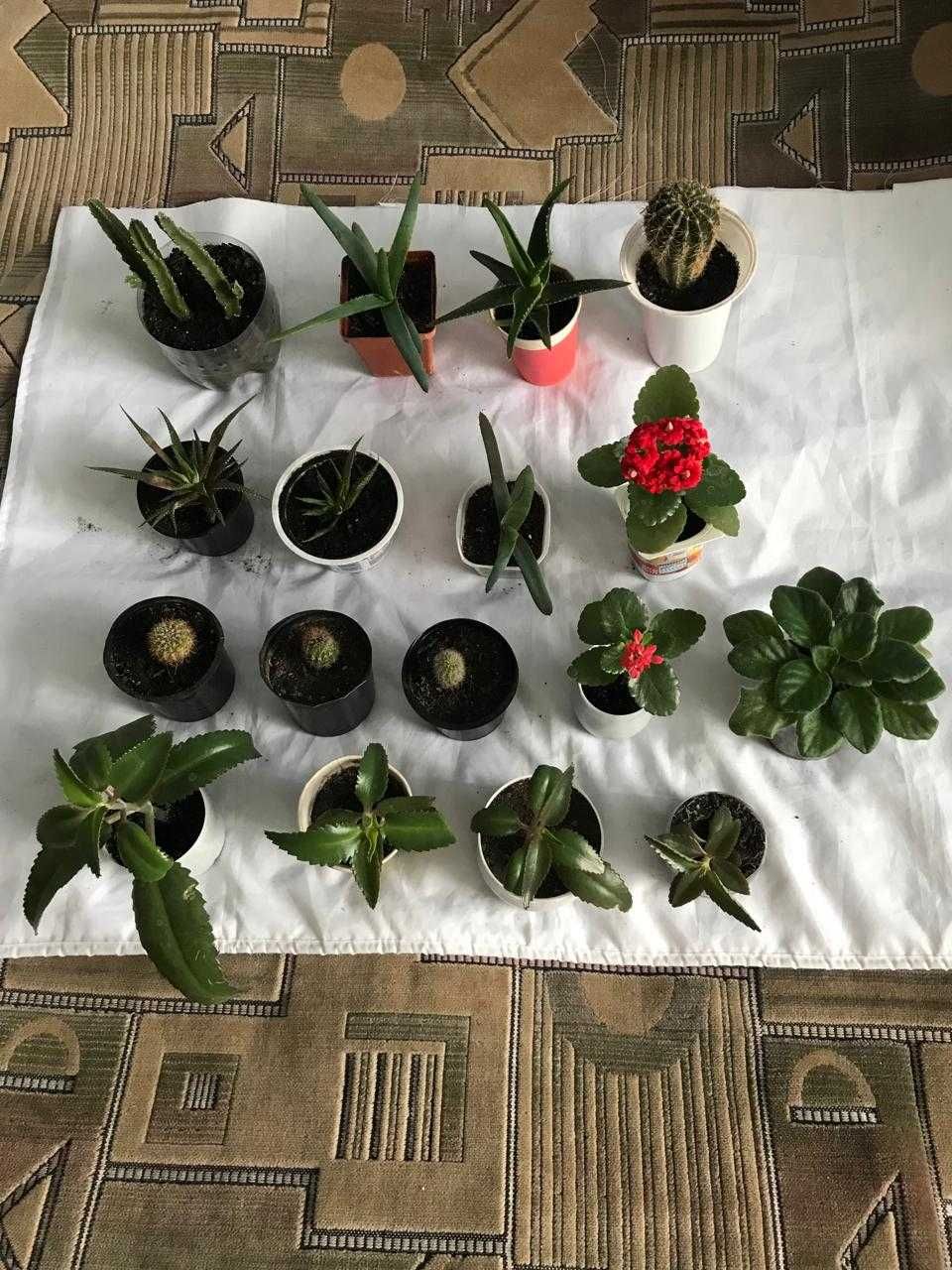 Растения, вазоны,фиалка