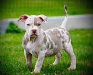 Suczka American Bully XL lilac tri merle