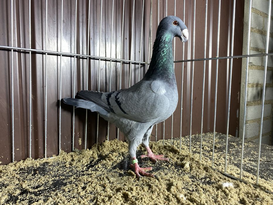 Niemiecki wystaowy samiec niebiekski