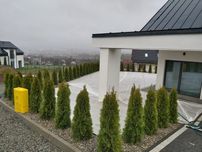 Tuja szmaragd 120-130cm
