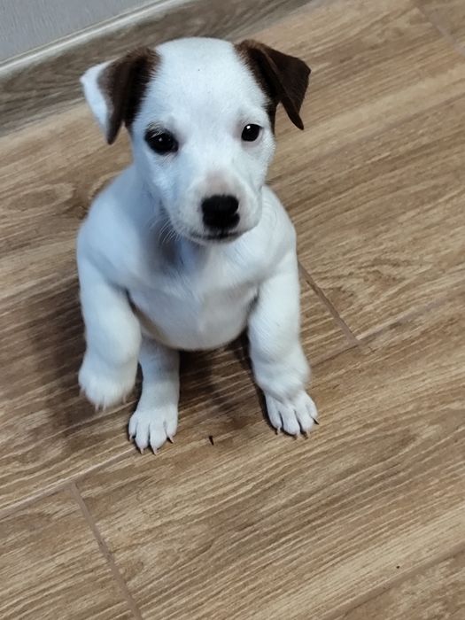 Цуценята Джек Рассел тер'єр