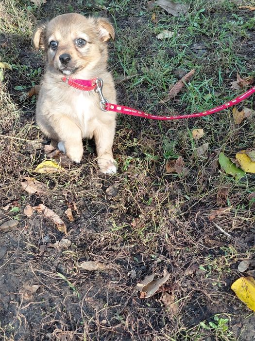 Дівчинка шукає  родину!