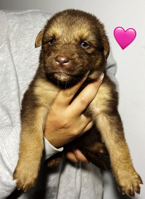 17 cães bebés para adoção responsável