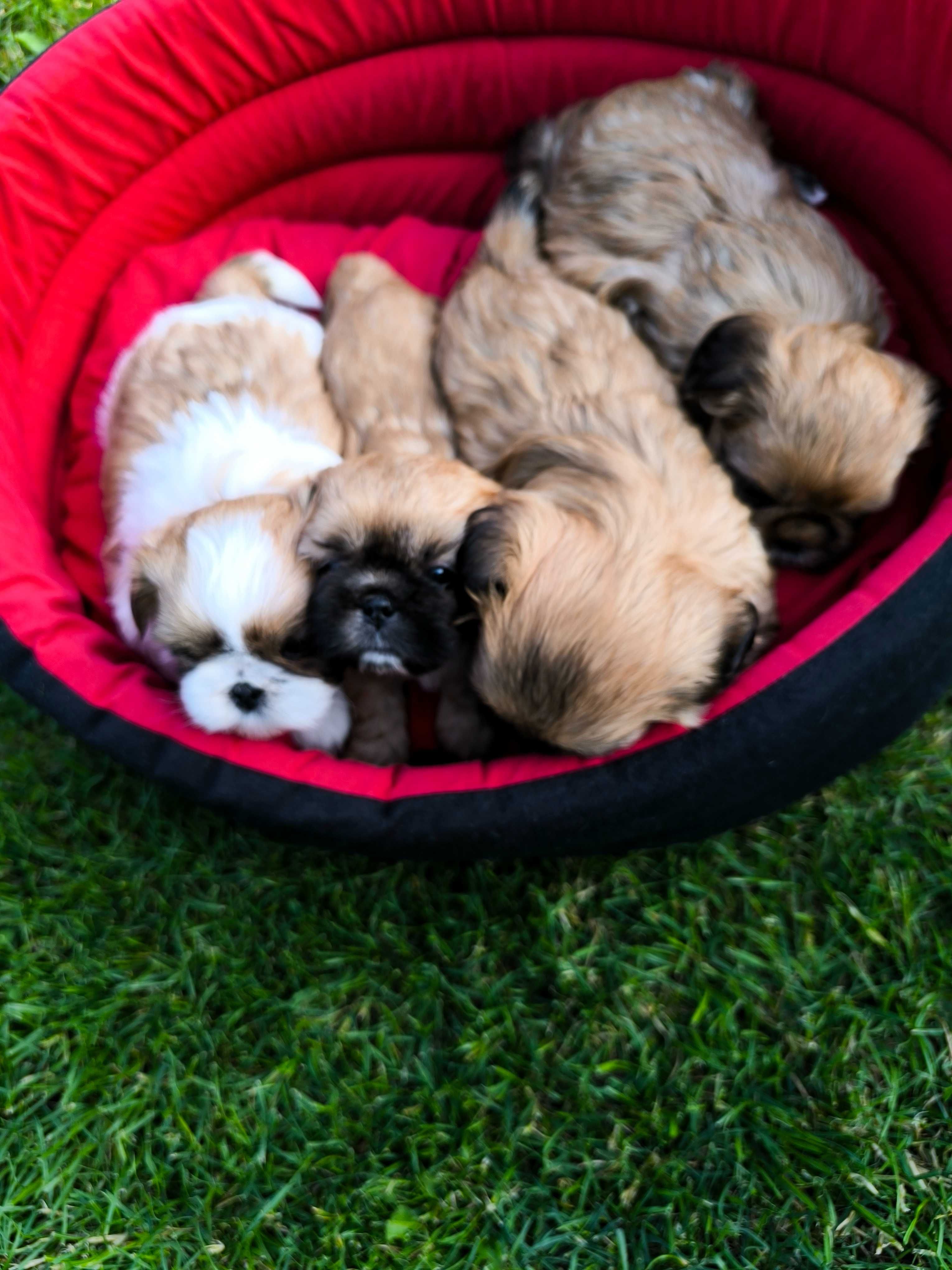 Shih tzu (piesek) gotowy do odbioru