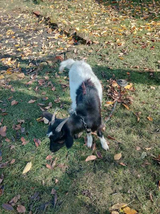 Продам не дорого козочку 5мес...