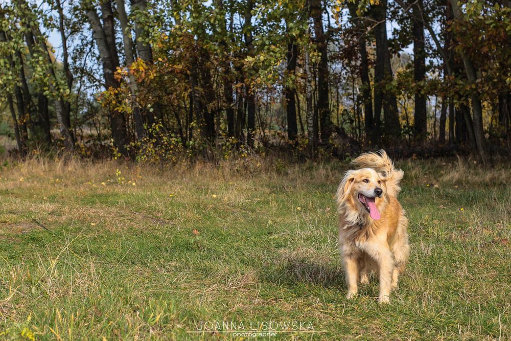 Mix cocer spaniel i golden do adopcji!