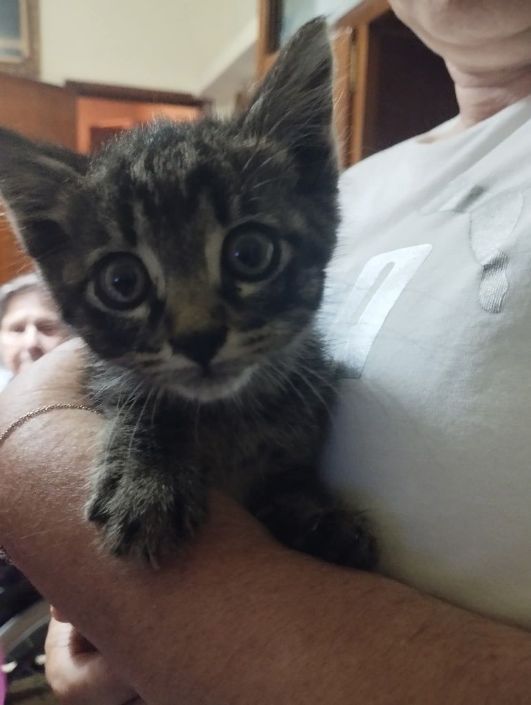 Gatinho 2meses pardo muito meigo