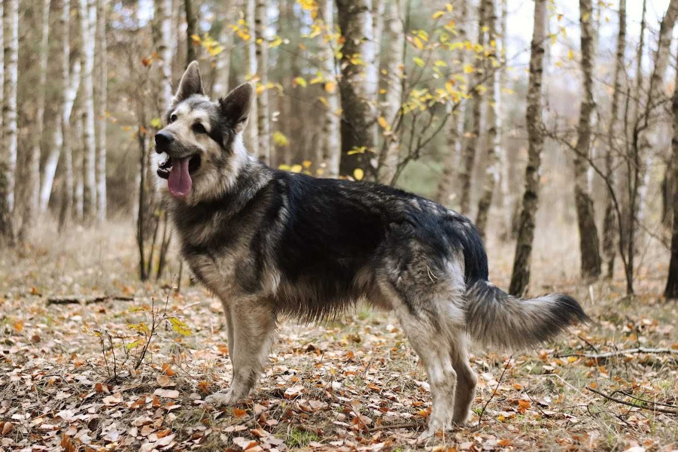 Owczarek Staroniemiecki ... ( Długowłosy / wilczasty / srebrny )