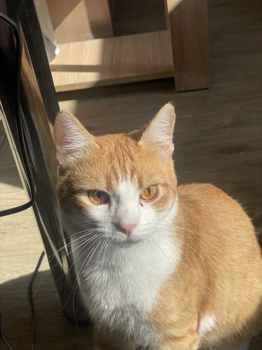 Отдам кота в хорошие руки