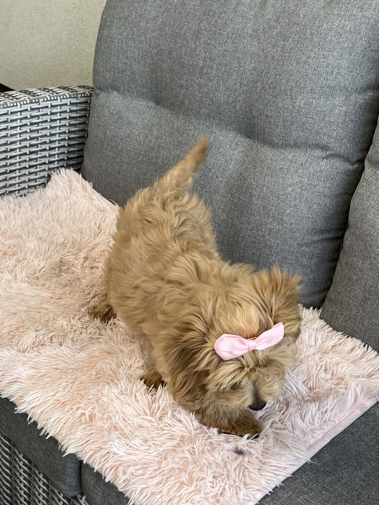 Suczka maltipoo do odbioru