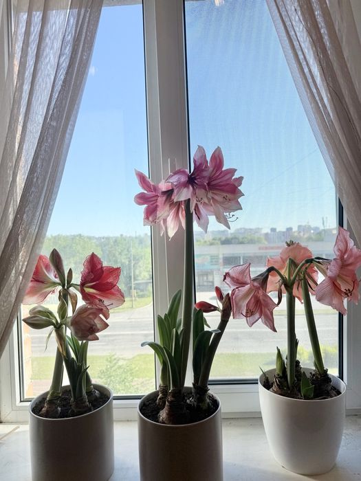 Амариліс/гіпеаструм Tosca