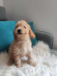 Maltipoo piesek F1