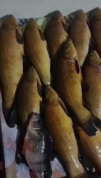 Продам живу рибу короп судак