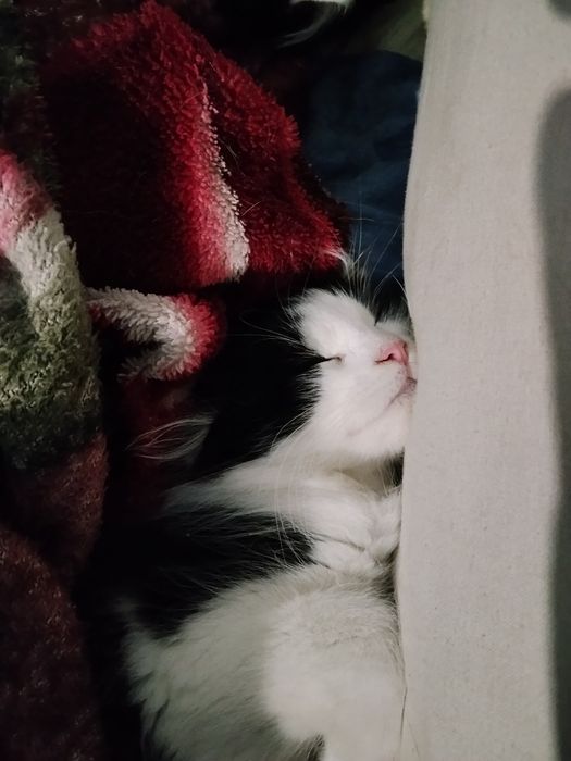 Терміново! Маленькі кошенята, в добрі руки