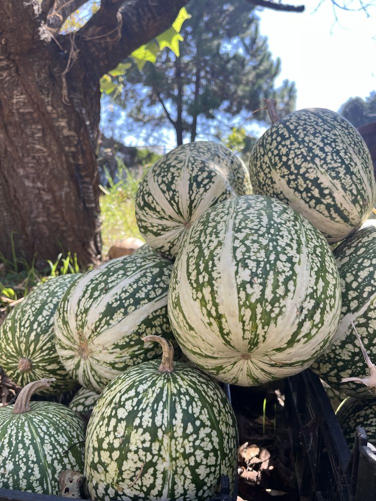 Chilas orgânicas sem pesticidas nem adubos