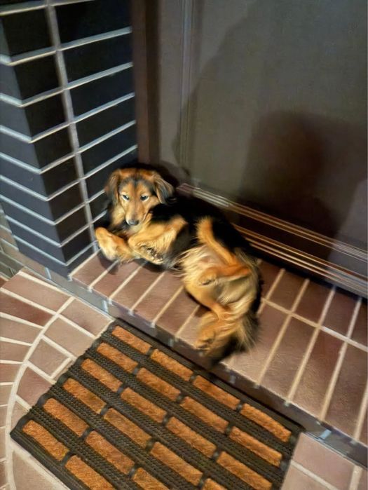 Piesek znaleziony w Brzezince Średzkiej.