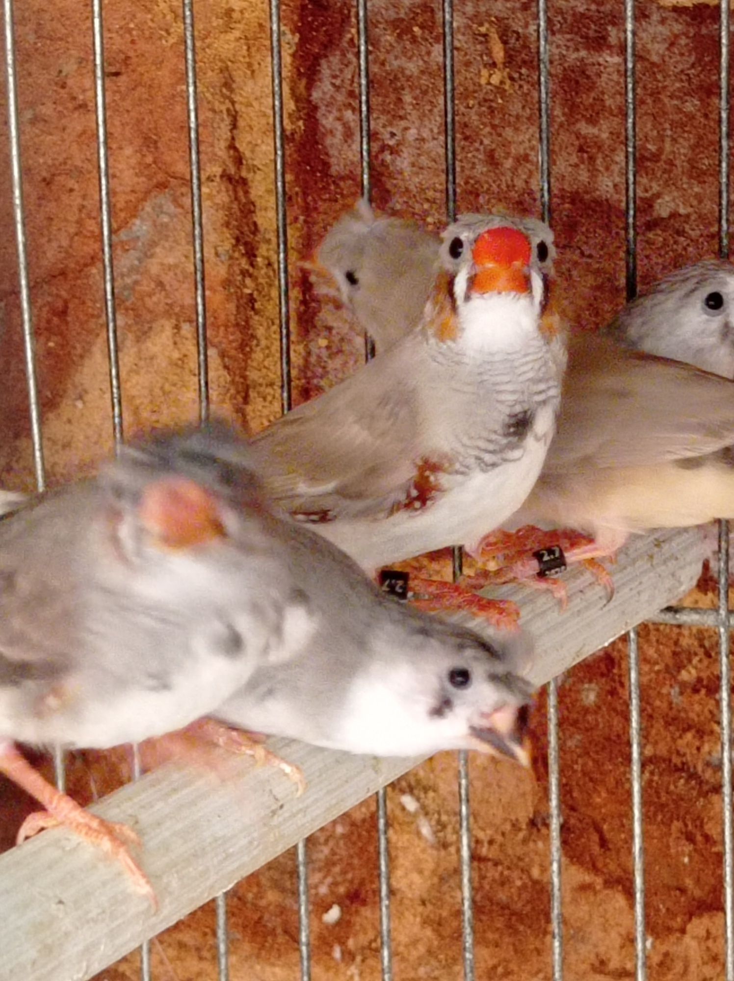Mandarins de poupa e normais