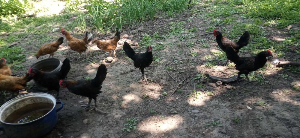 Карликові кури бентамки