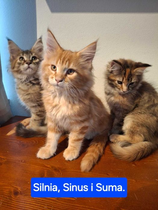 Maine Coon - Kotka Silnia - Szylkretowy czarny.