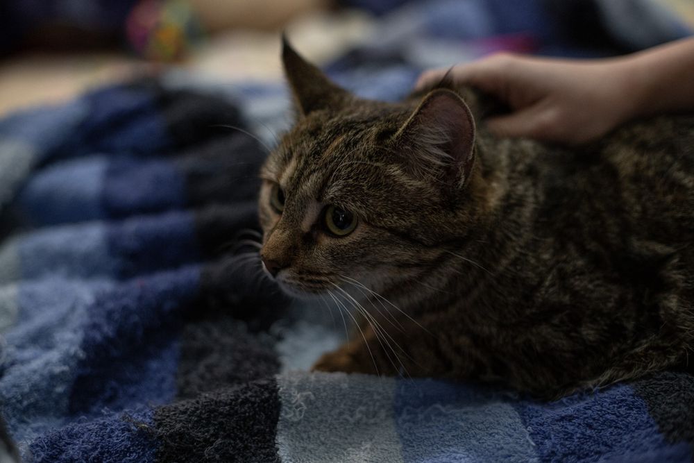 Молоденькие полосатые кошечки ищут дом и семью!!!