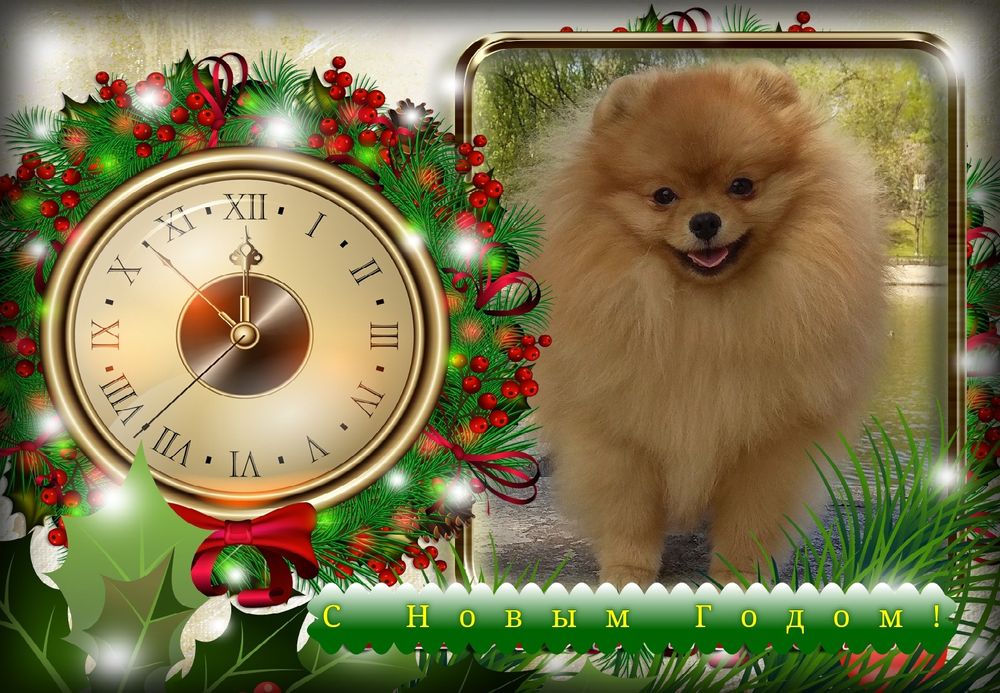 Померанский шпиц приглашает на Вязку