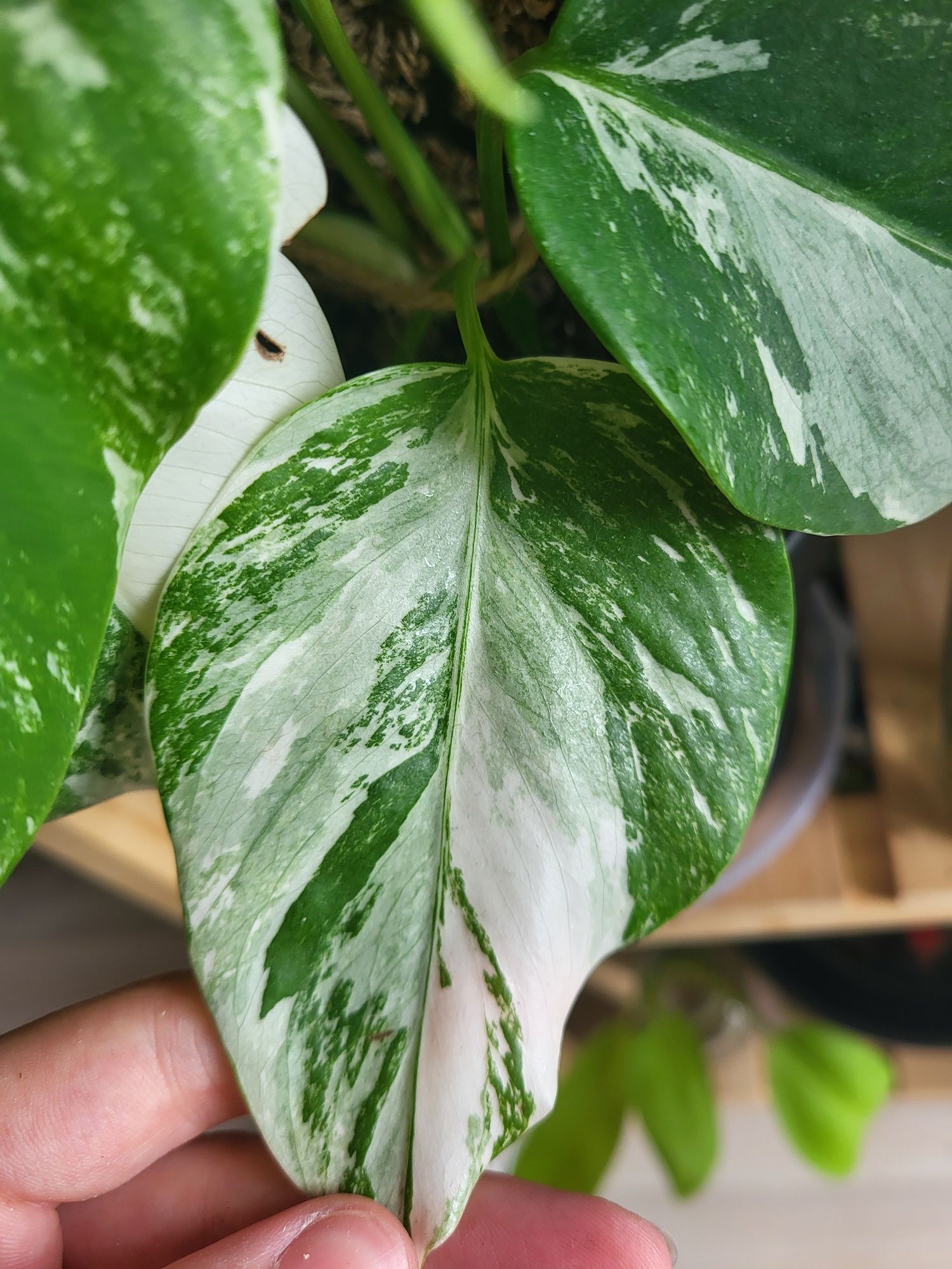 7 lisci. Monstera varie