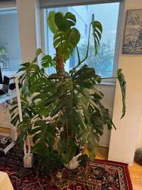 Planta Monstera Deliciosa de 1,8m de altura