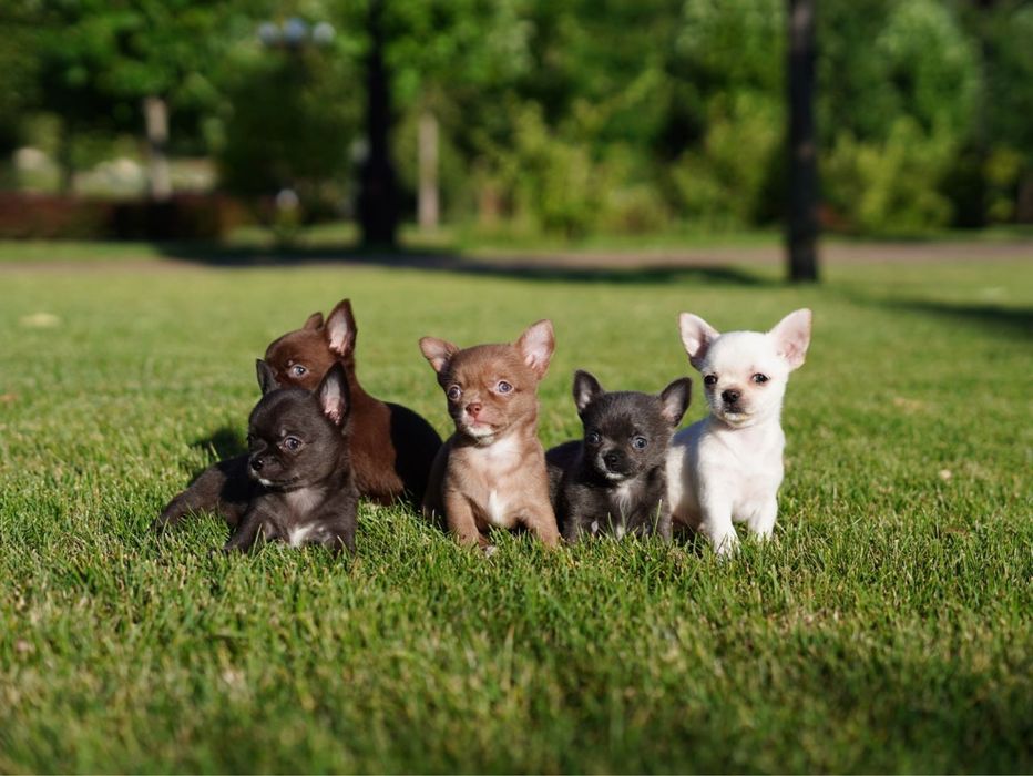 Чишата  хлопчики та дівчатка