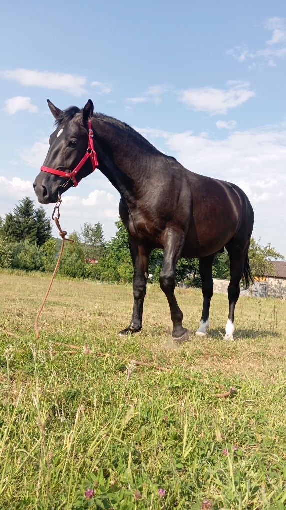 Ogier śląski  2 letni