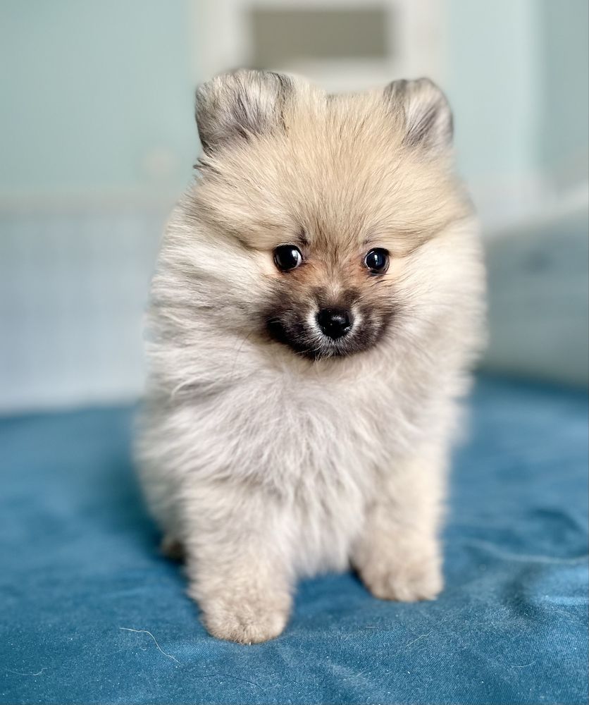Szpic miniaturowy/pomeranian/sunia