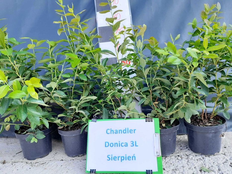 Borówka amerykańska Chandler CAC 3 letnie donica 3 litry  PREMIUM